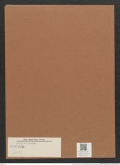Navicula sp. (de-Toni-Nr.: Genus 1, Species 768 ?) Zeichnungen Sammlung Grunow Mappe 00781 (Herbarium_W_Grunow_drawings_Folder_00781)